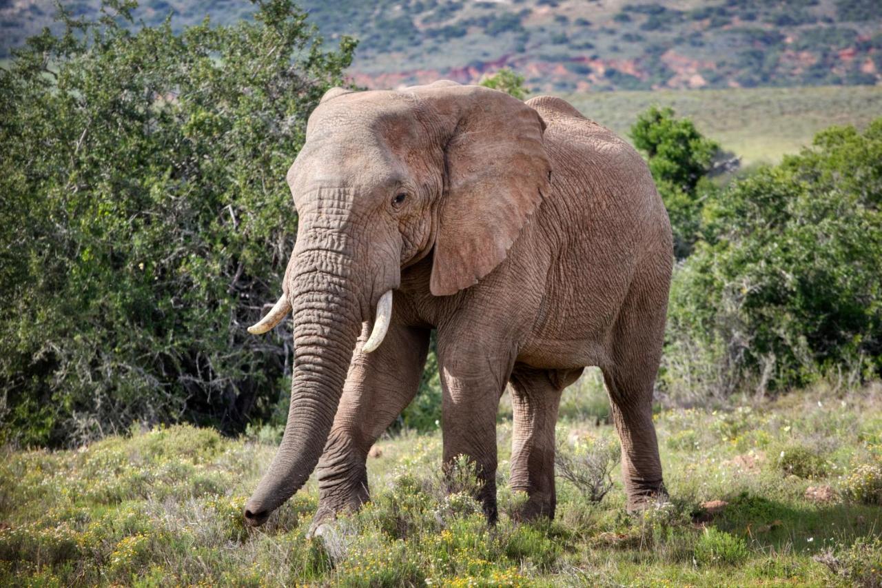 Bush Lodge - Riserva Faunistica di Amakhala Esterno foto