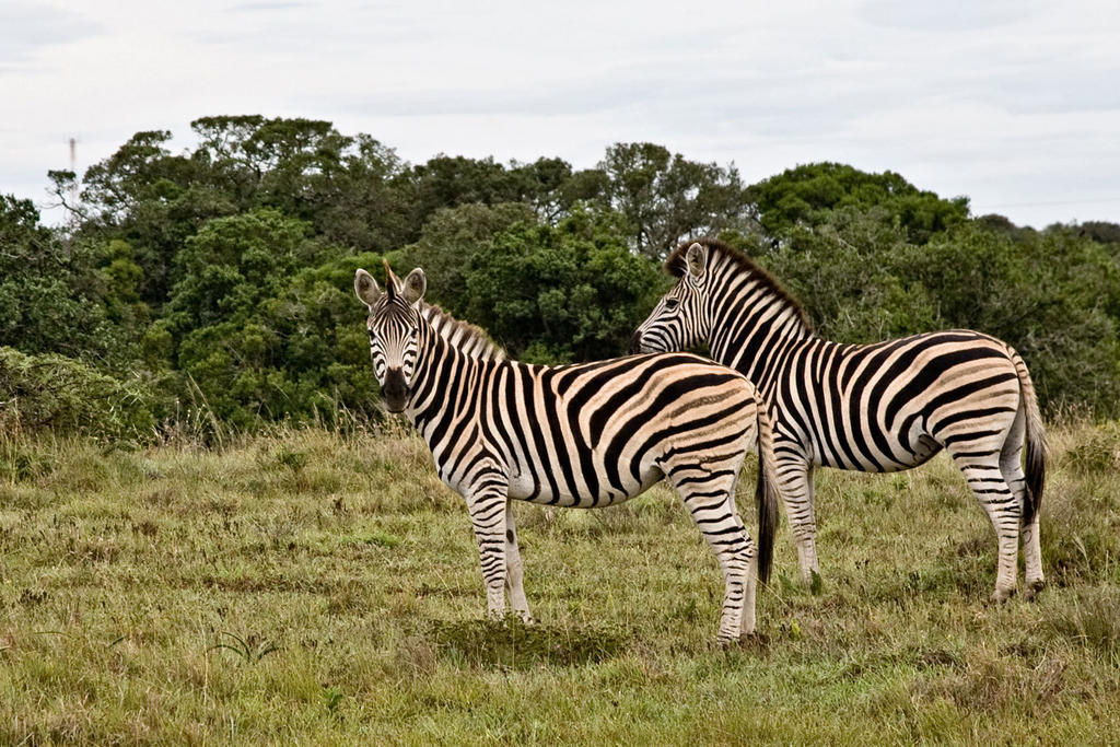 Bush Lodge - Riserva Faunistica di Amakhala Esterno foto