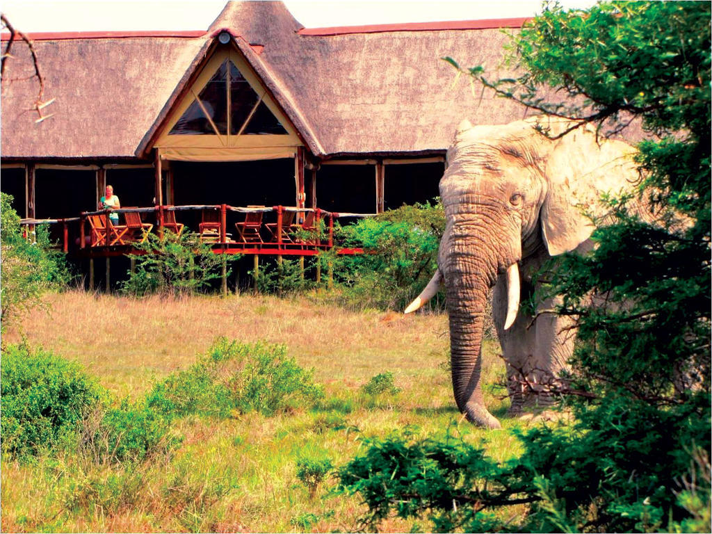 Bush Lodge - Riserva Faunistica di Amakhala Esterno foto